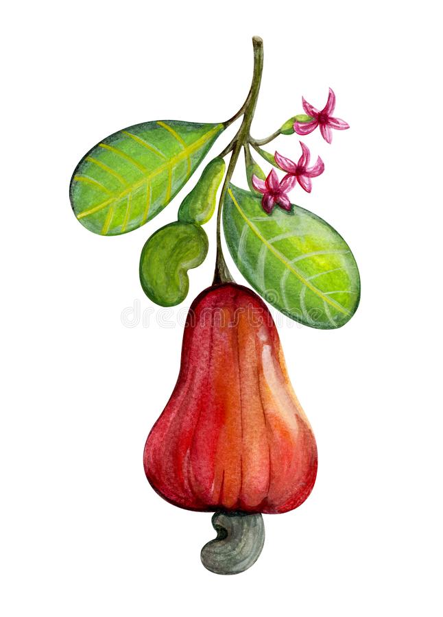 Detail Images Of Cashew Fruit Nomer 39