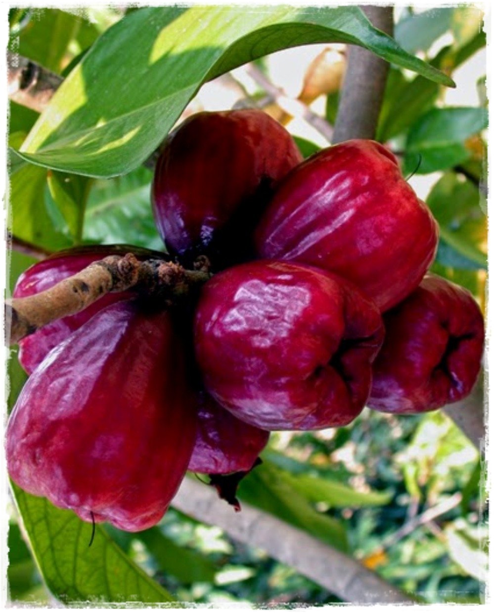 Detail Images Of Cashew Fruit Nomer 41