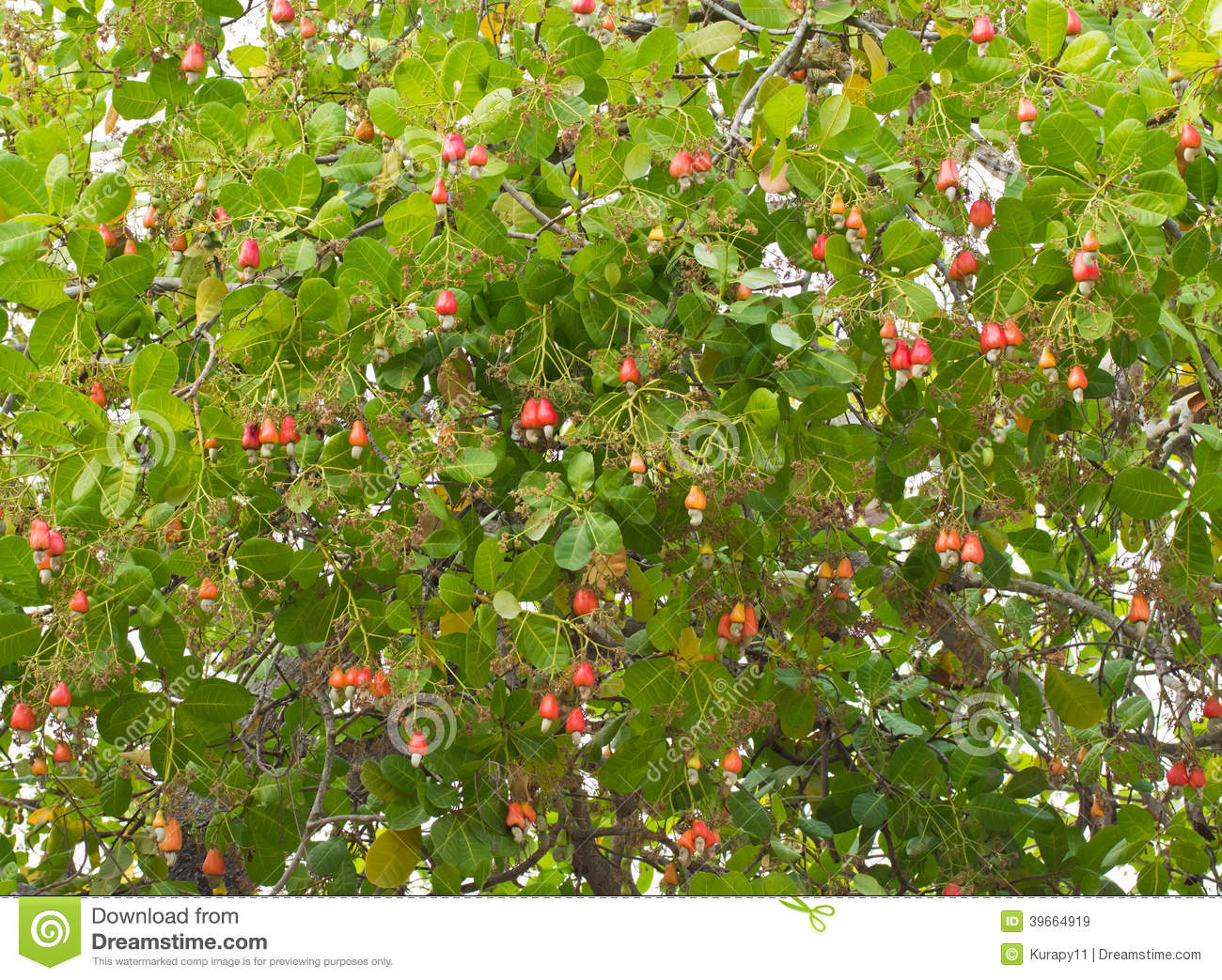 Detail Images Of Cashew Nut Tree Nomer 11