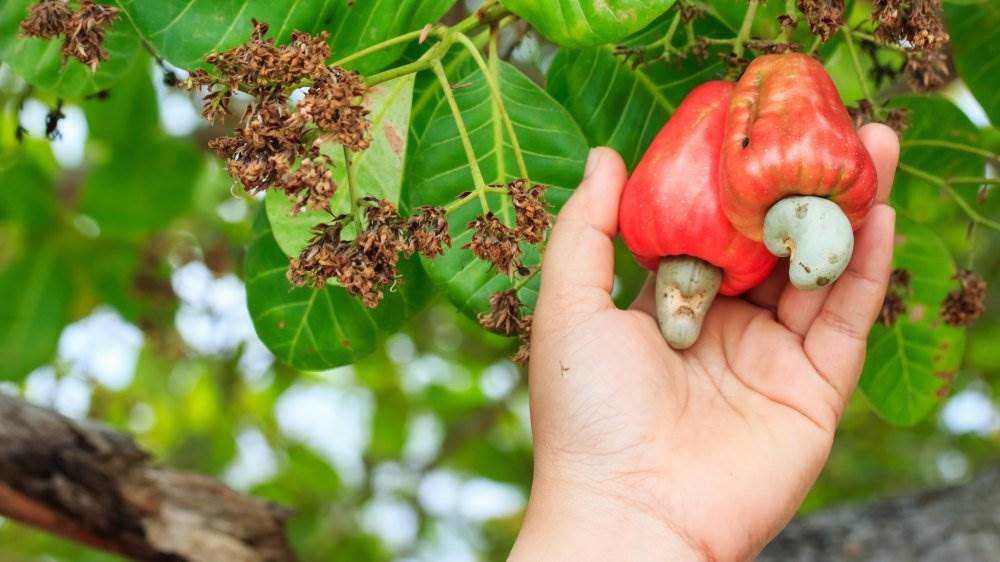 Detail Images Of Cashew Nut Tree Nomer 14