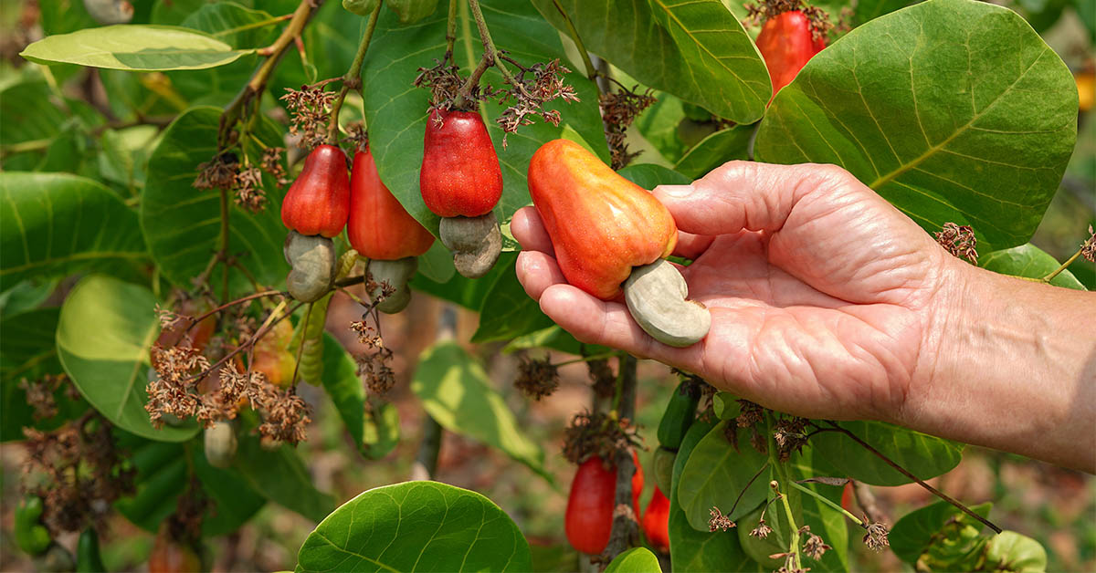 Detail Images Of Cashew Nut Tree Nomer 20