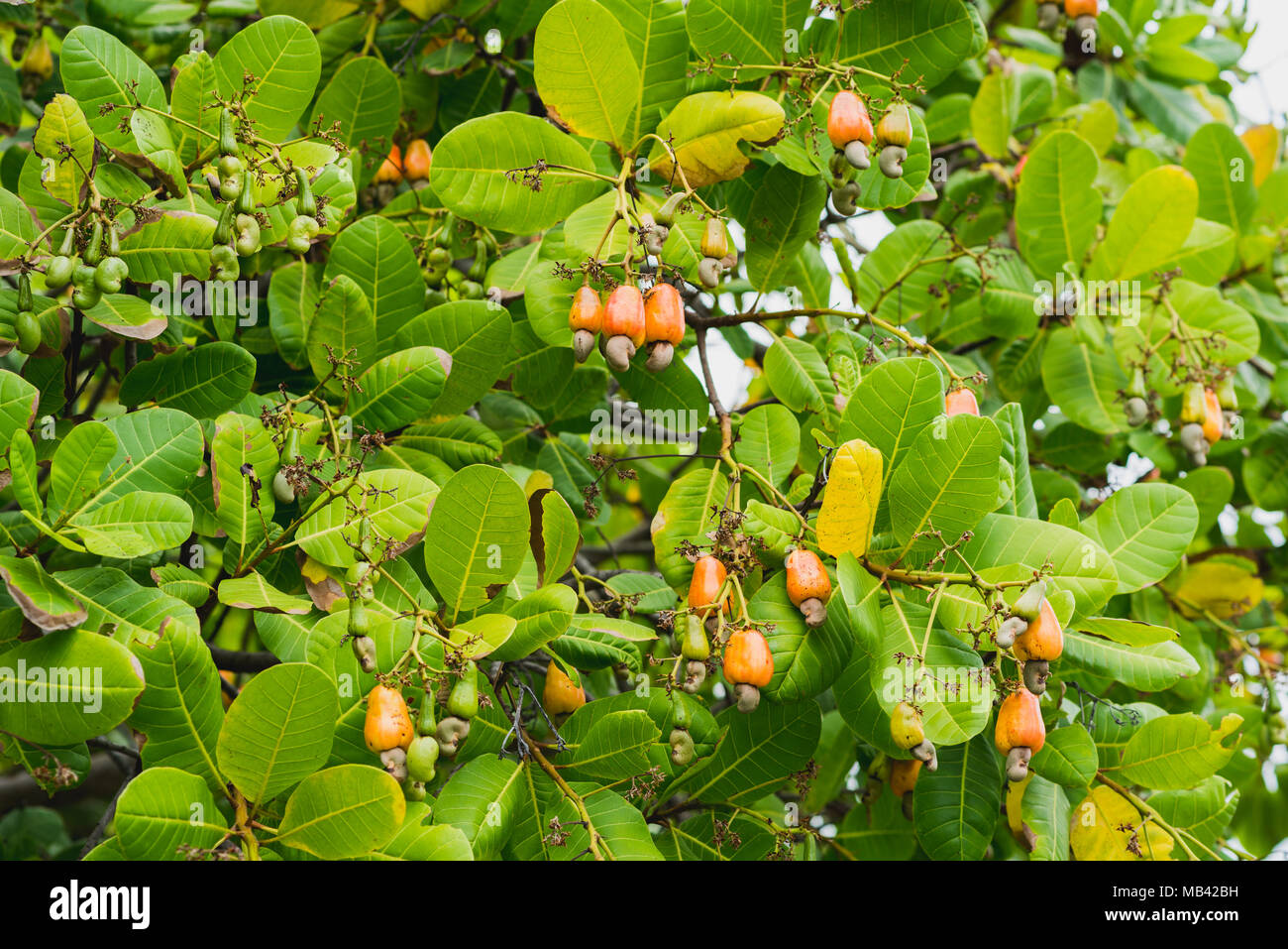 Detail Images Of Cashew Nut Tree Nomer 22