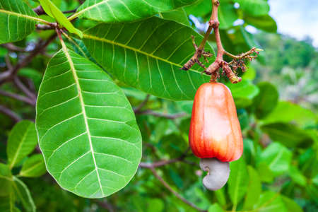 Detail Images Of Cashew Nut Tree Nomer 25