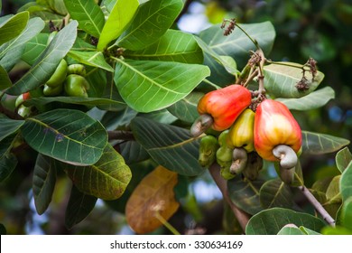 Detail Images Of Cashew Nut Tree Nomer 30