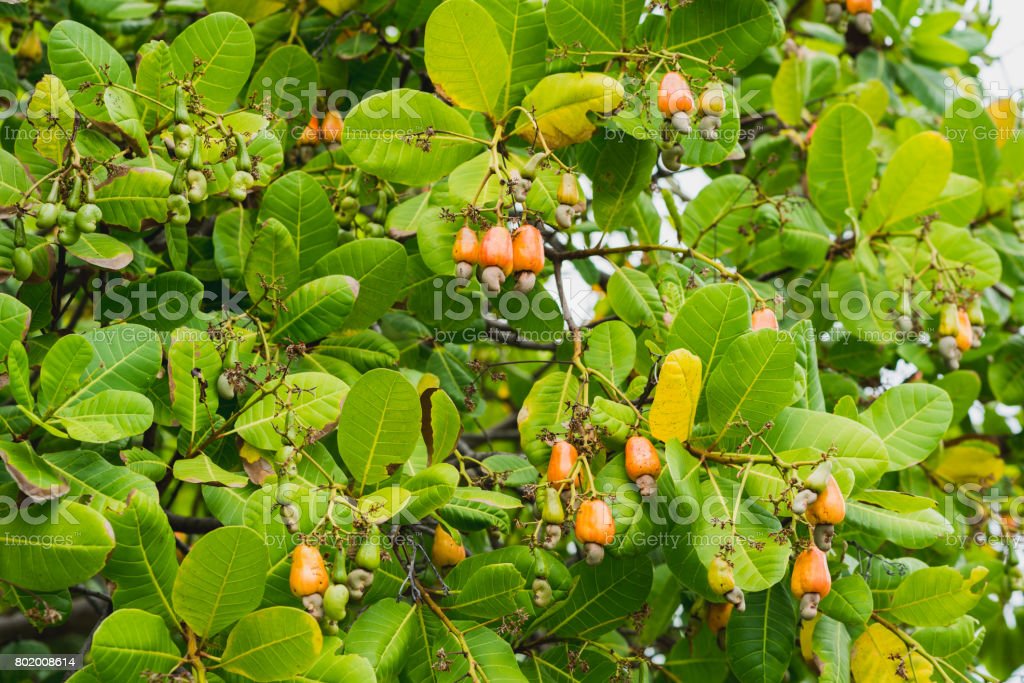 Detail Images Of Cashew Nut Tree Nomer 32