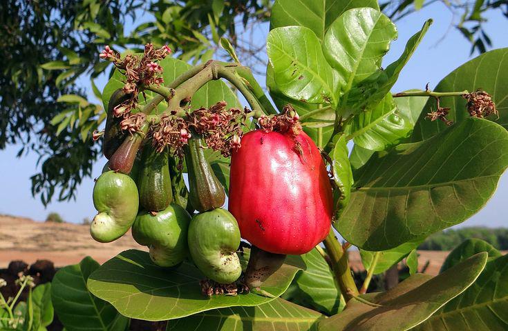 Detail Images Of Cashew Nut Tree Nomer 33