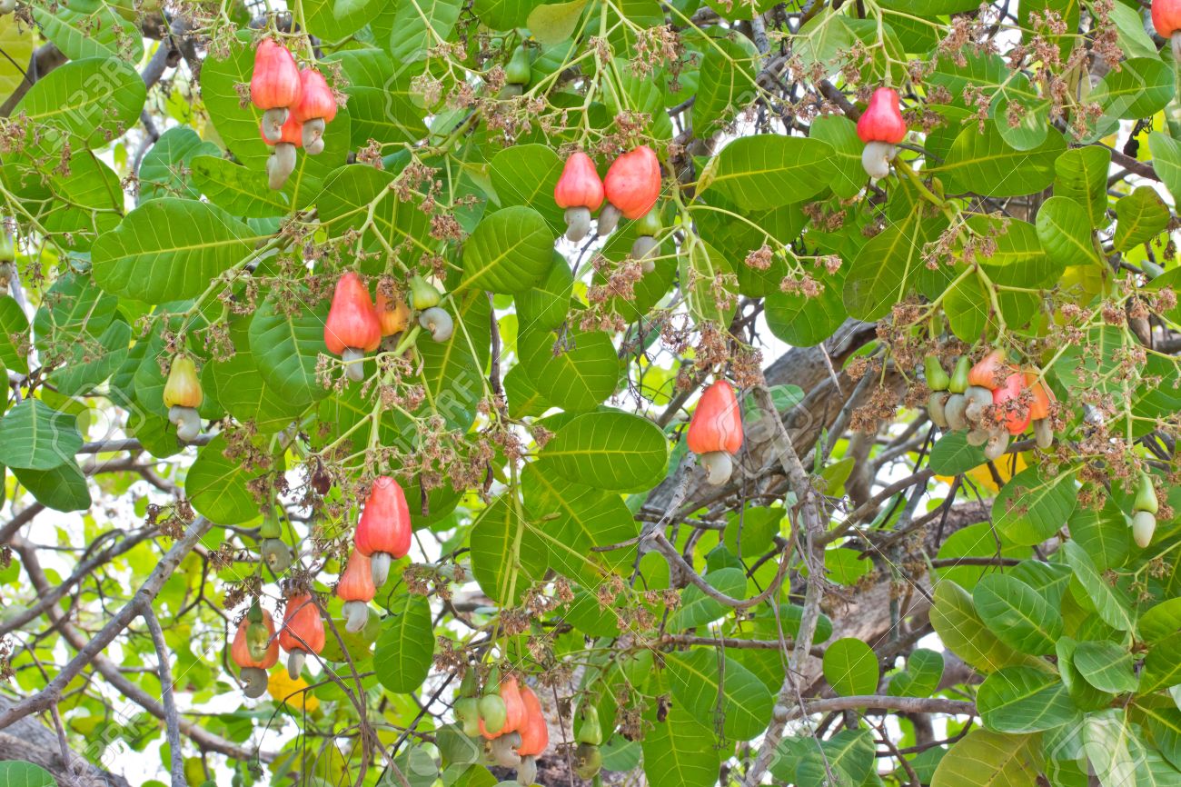 Detail Images Of Cashew Nut Tree Nomer 40