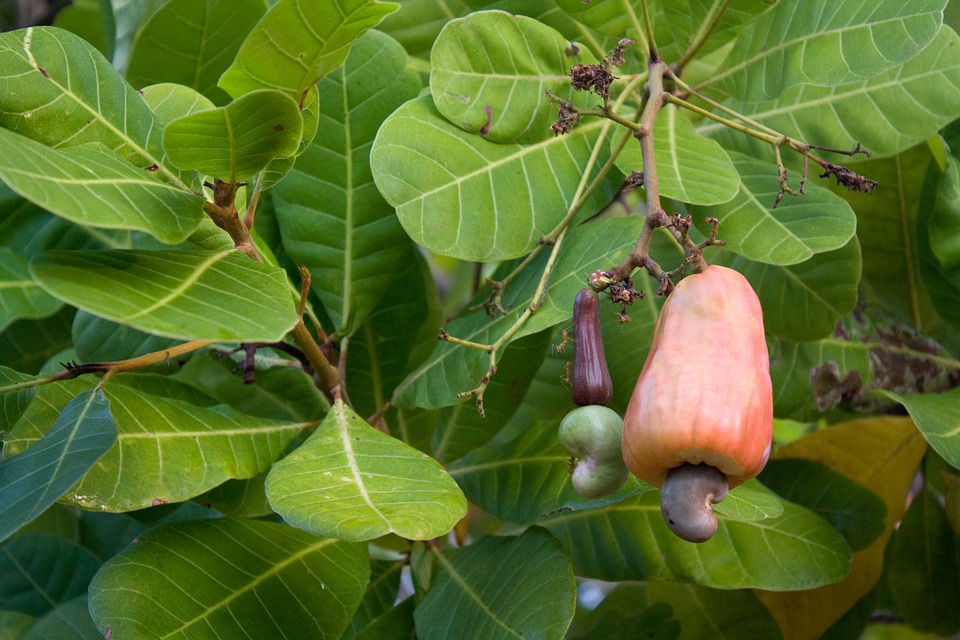 Detail Images Of Cashew Nut Tree Nomer 43