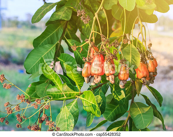 Detail Images Of Cashew Nut Tree Nomer 44