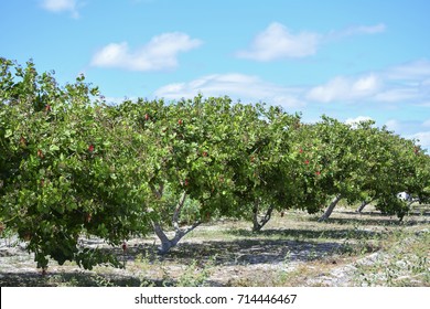 Detail Images Of Cashew Nut Tree Nomer 46