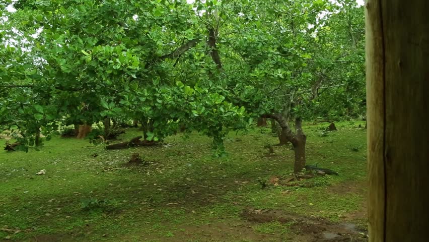 Detail Images Of Cashew Nut Tree Nomer 49