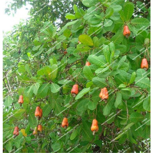 Detail Images Of Cashew Nut Tree Nomer 51