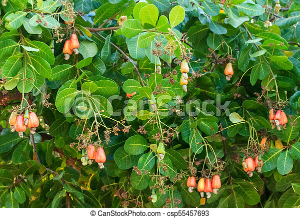 Detail Images Of Cashew Nut Tree Nomer 52