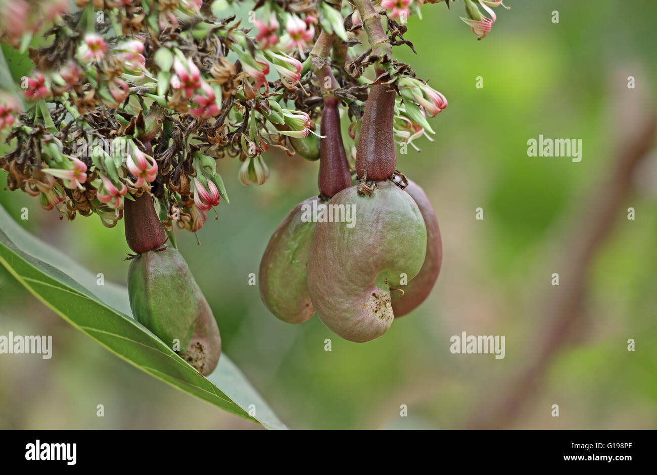 Detail Images Of Cashew Nut Tree Nomer 54