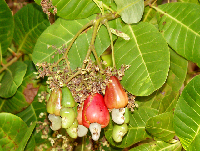 Detail Images Of Cashew Nut Tree Nomer 55