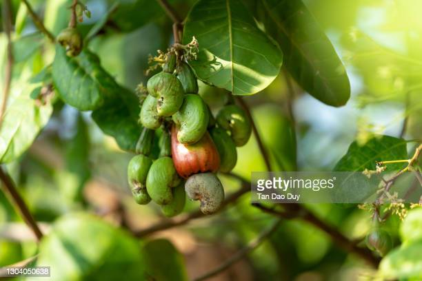 Detail Images Of Cashew Nut Tree Nomer 57