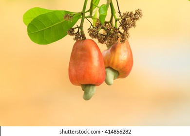 Detail Images Of Cashew Nut Tree Nomer 58