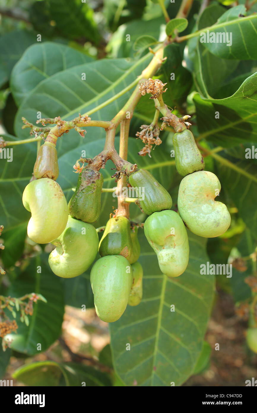 Detail Images Of Cashew Nut Tree Nomer 8