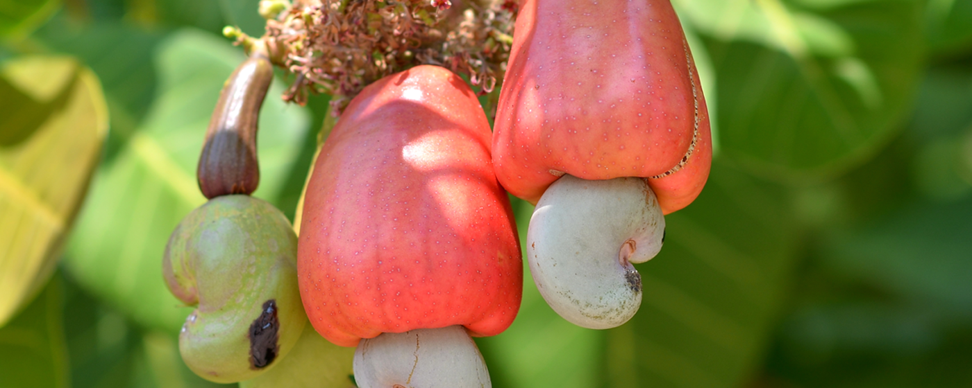 Detail Images Of Cashew Nuts Nomer 25