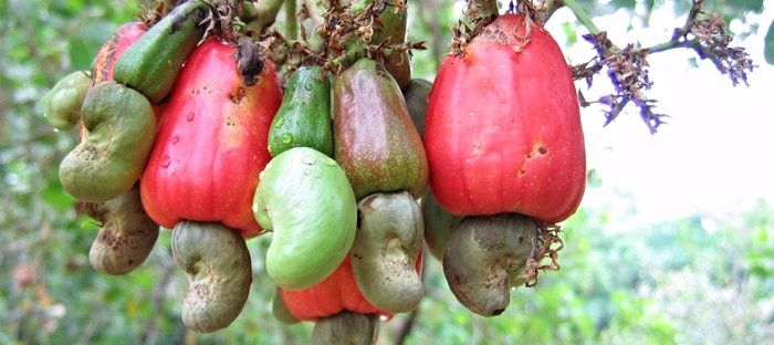 Detail Images Of Cashew Nuts Tree Nomer 28