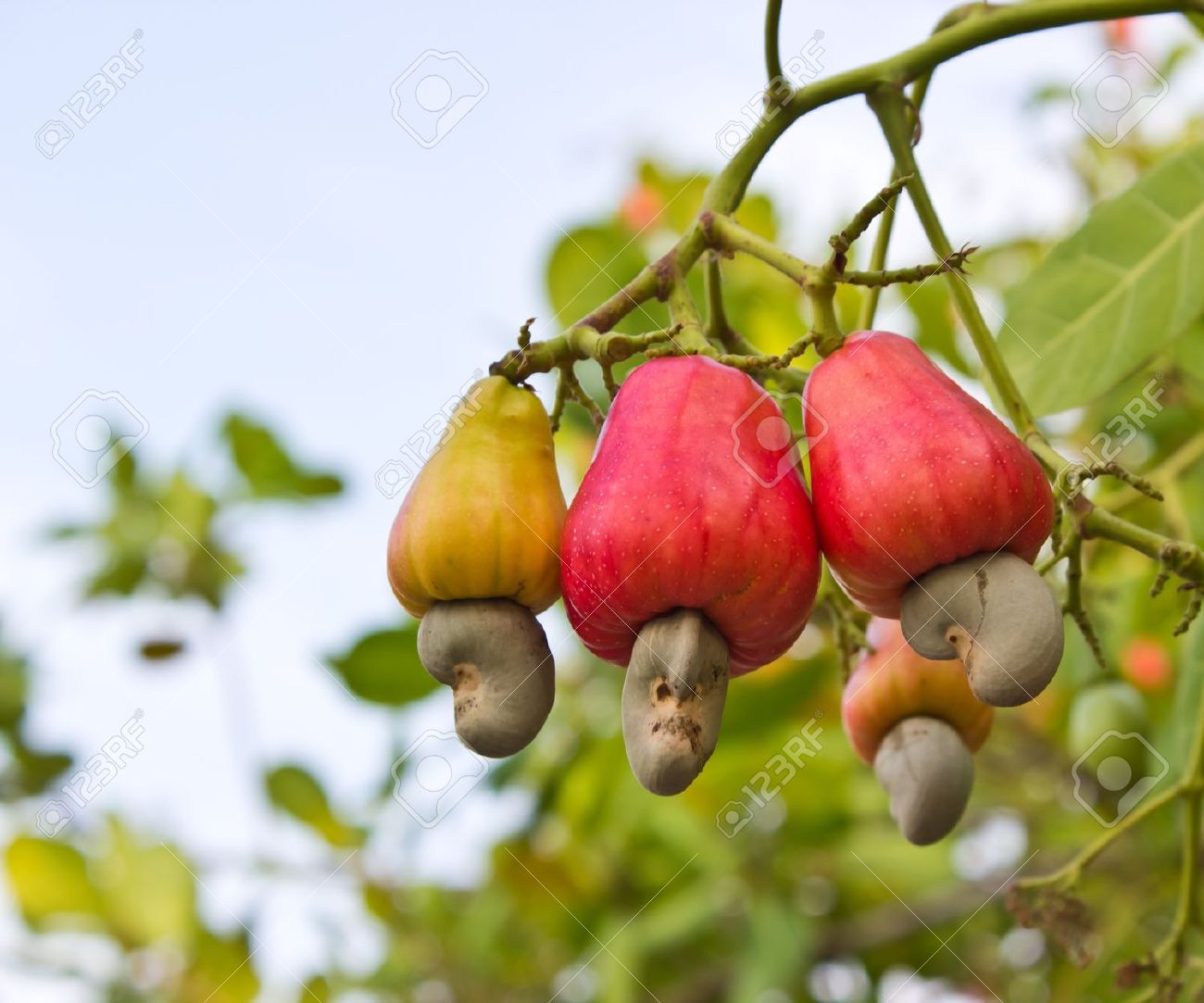 Detail Images Of Cashew Nuts Tree Nomer 29