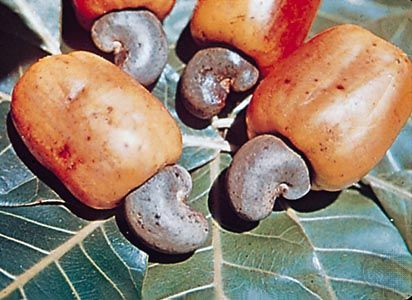 Detail Images Of Cashew Nuts Tree Nomer 38