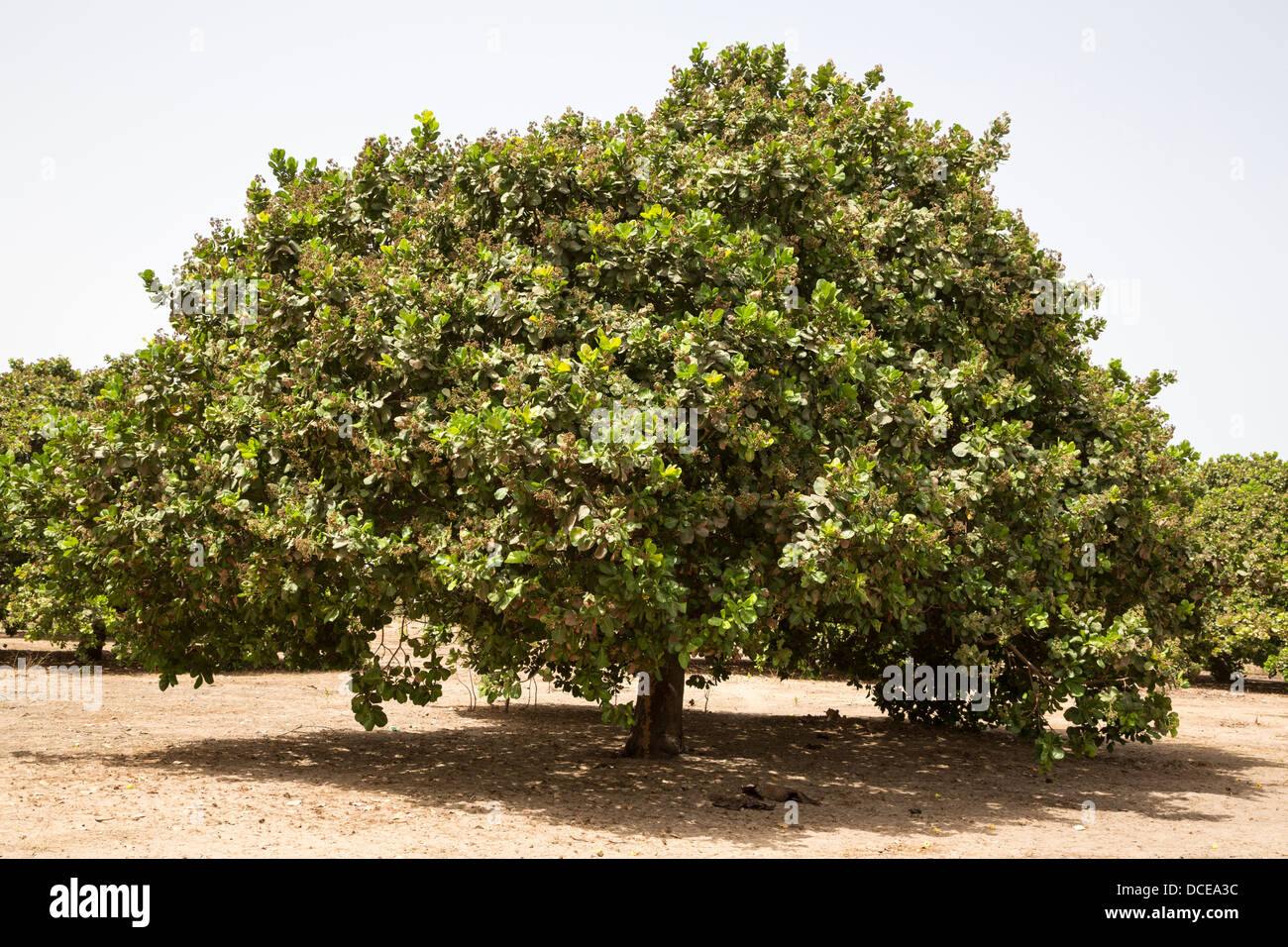 Detail Images Of Cashew Nuts Tree Nomer 7