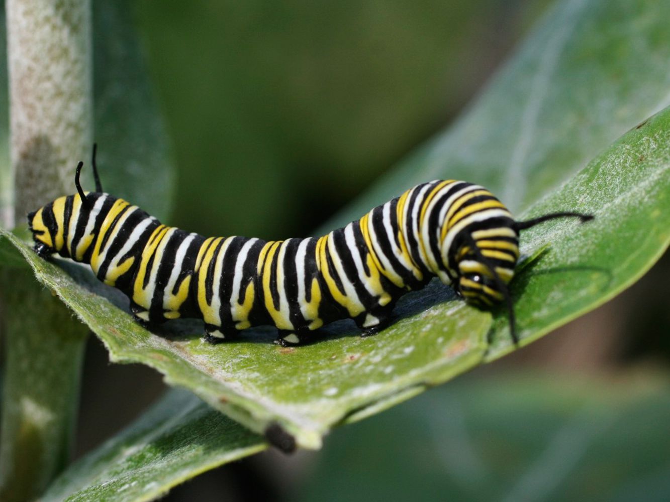 Images Of Caterpillars - KibrisPDR