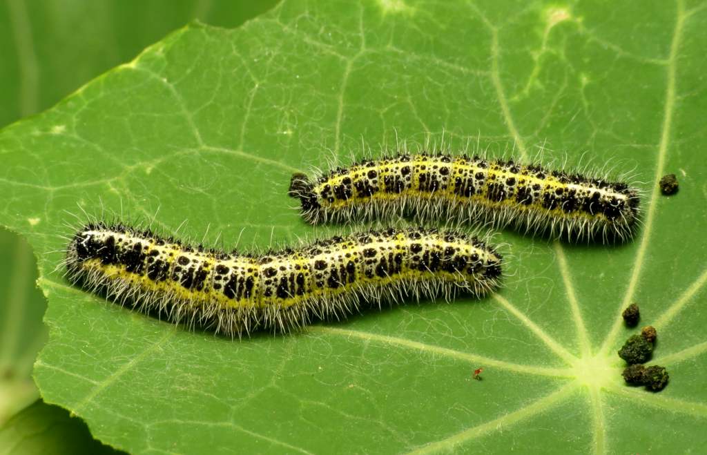 Detail Images Of Caterpillars Nomer 2