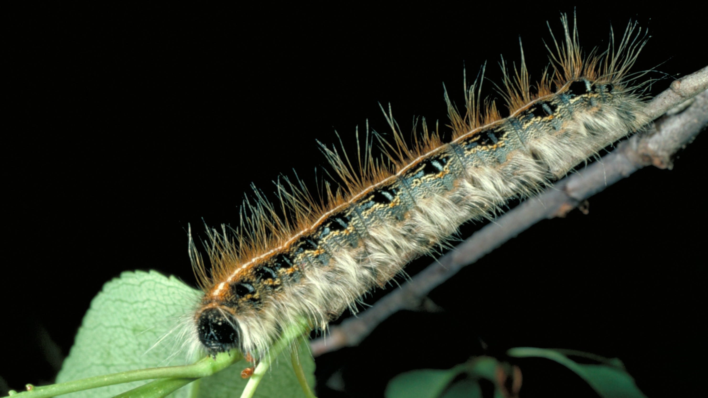 Detail Images Of Caterpillars Nomer 12