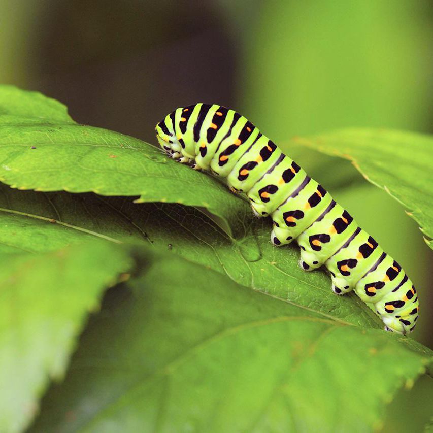 Detail Images Of Caterpillars Nomer 3