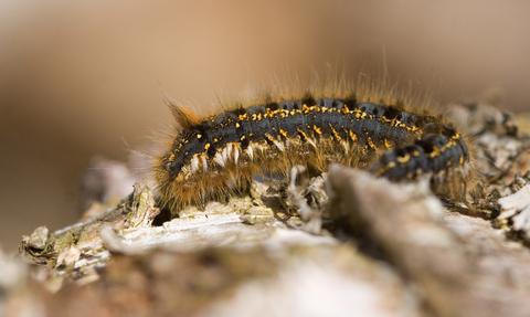 Detail Images Of Caterpillars Nomer 19