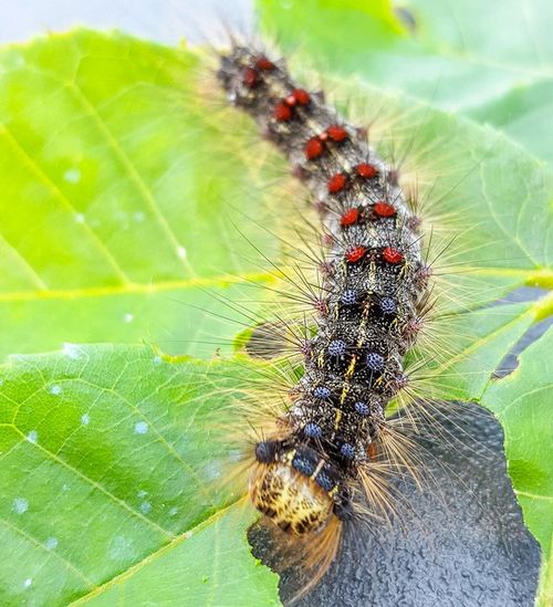 Detail Images Of Caterpillars Nomer 20