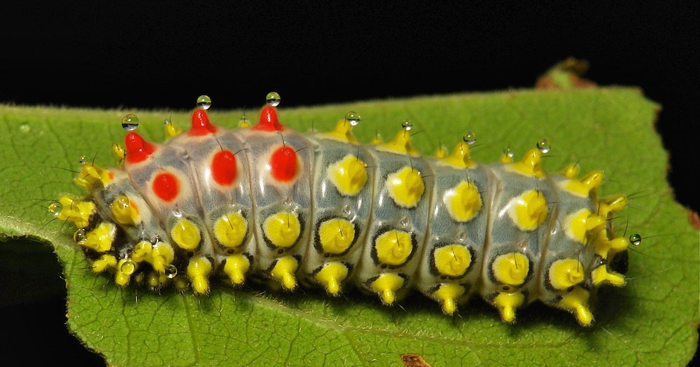 Detail Images Of Caterpillars Nomer 25