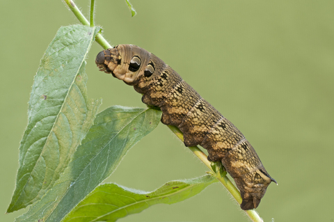 Detail Images Of Caterpillars Nomer 29