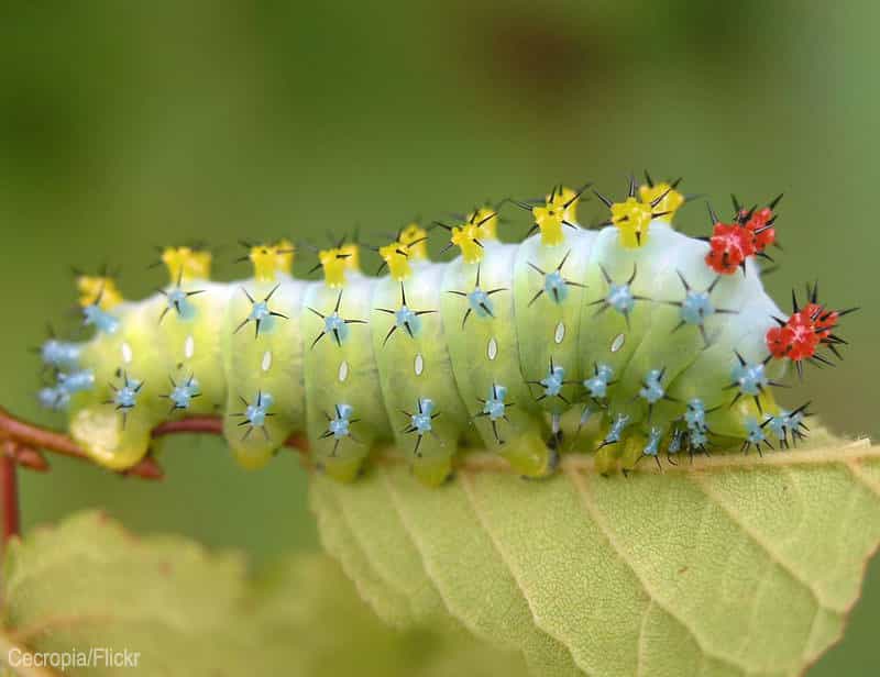 Detail Images Of Caterpillars Nomer 32
