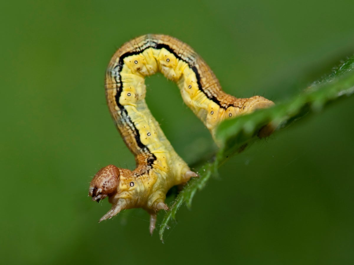 Detail Images Of Caterpillars Nomer 5