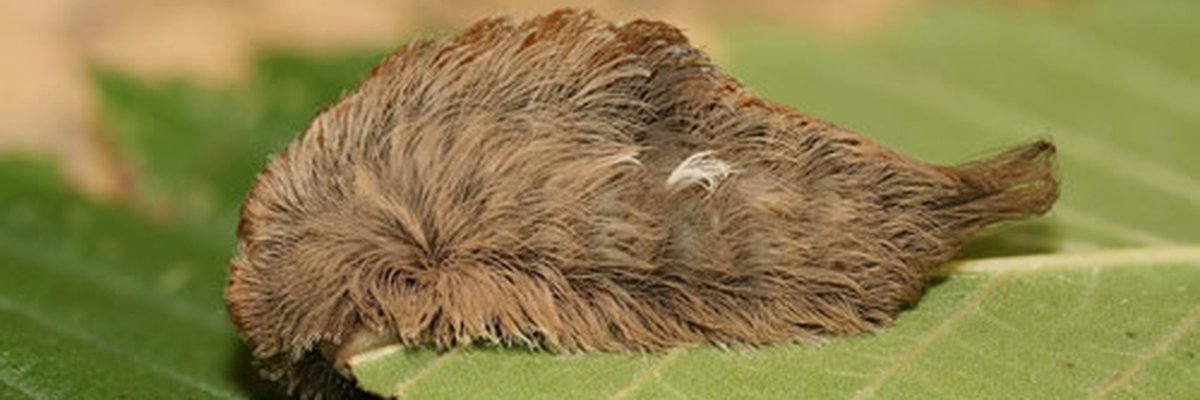 Detail Images Of Caterpillars Nomer 37