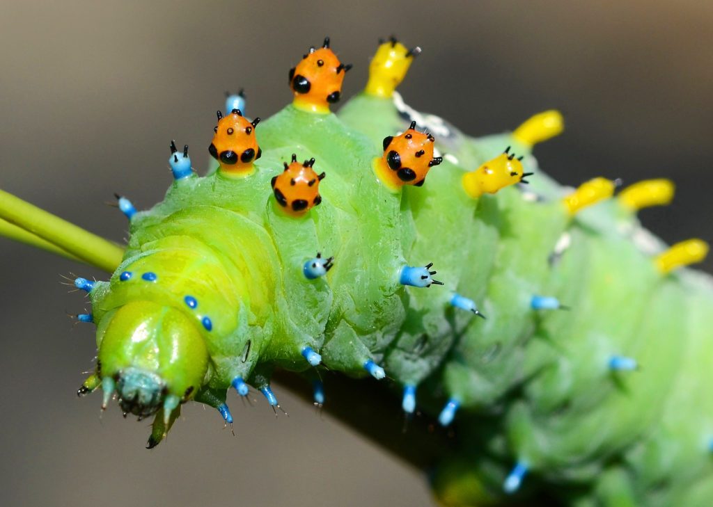 Detail Images Of Caterpillars Nomer 39