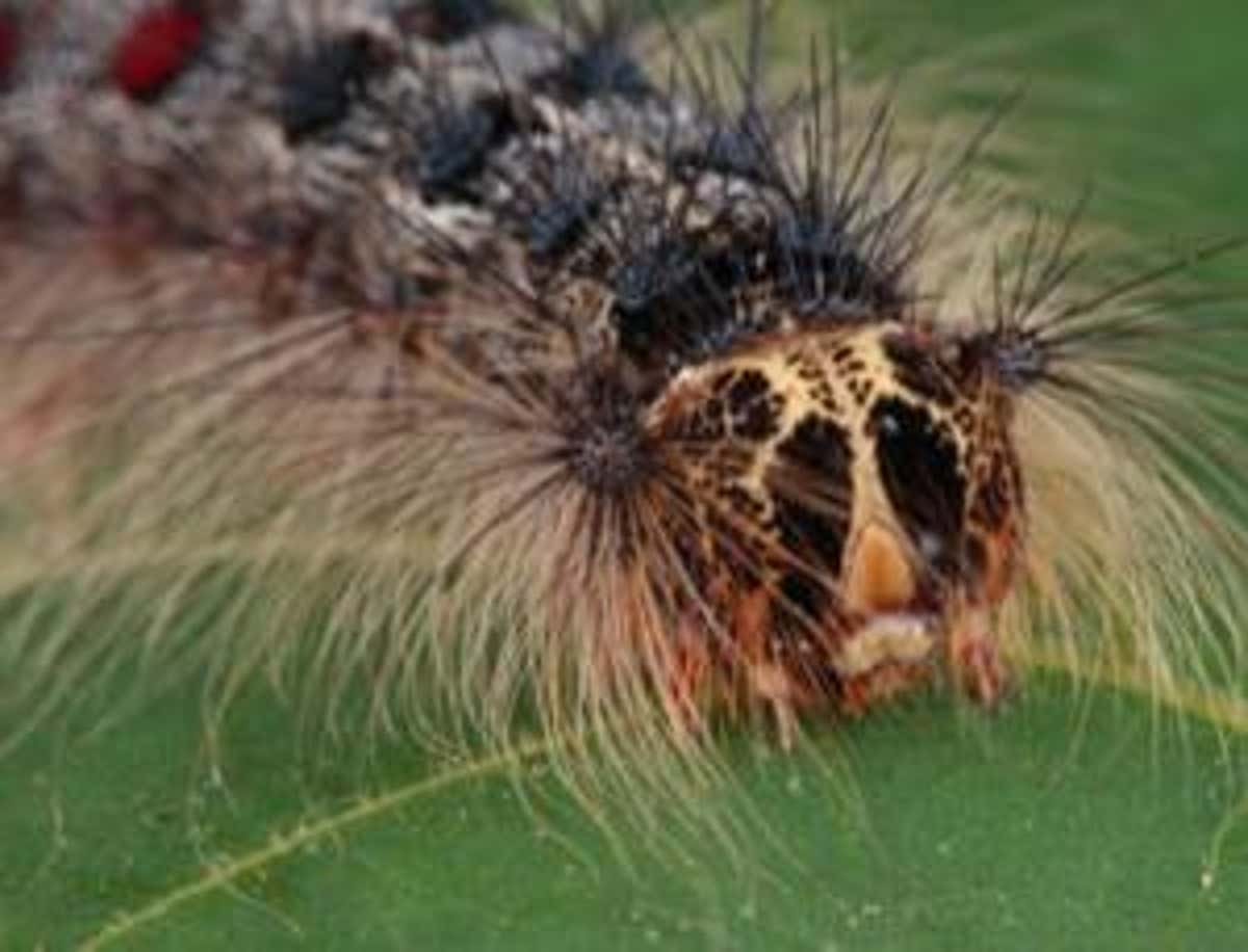 Detail Images Of Caterpillars Nomer 44
