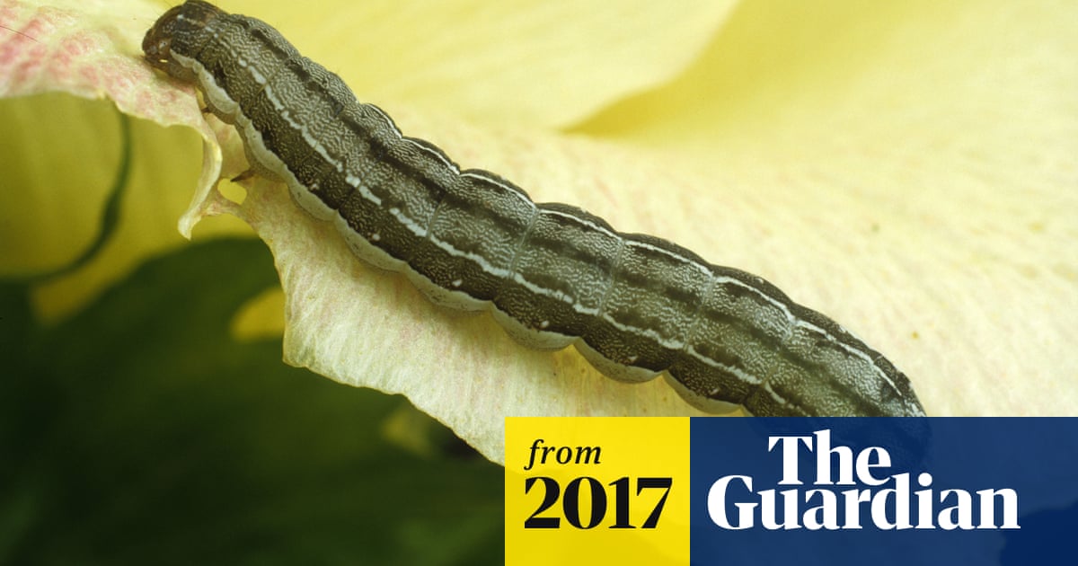 Detail Images Of Caterpillars Nomer 54