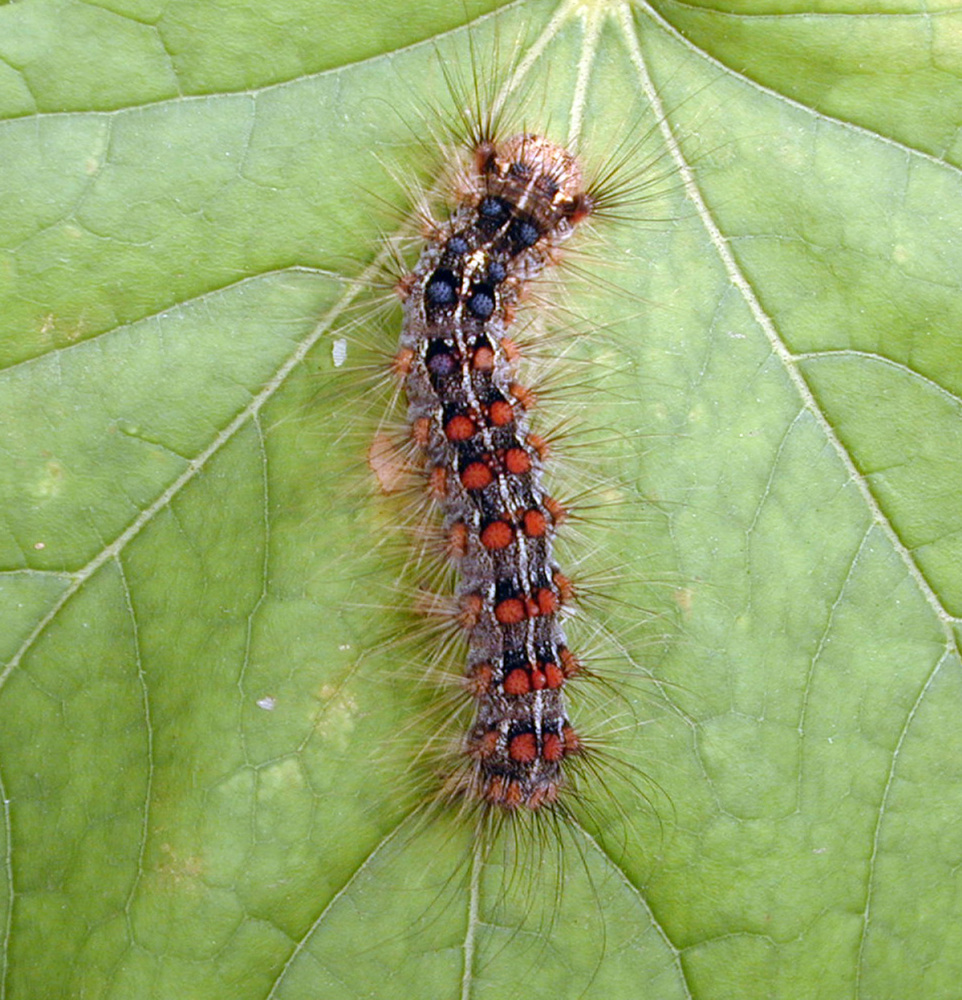 Detail Images Of Caterpillars Nomer 8