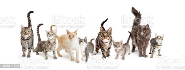 Detail Images Of Cats And Kittens Nomer 44