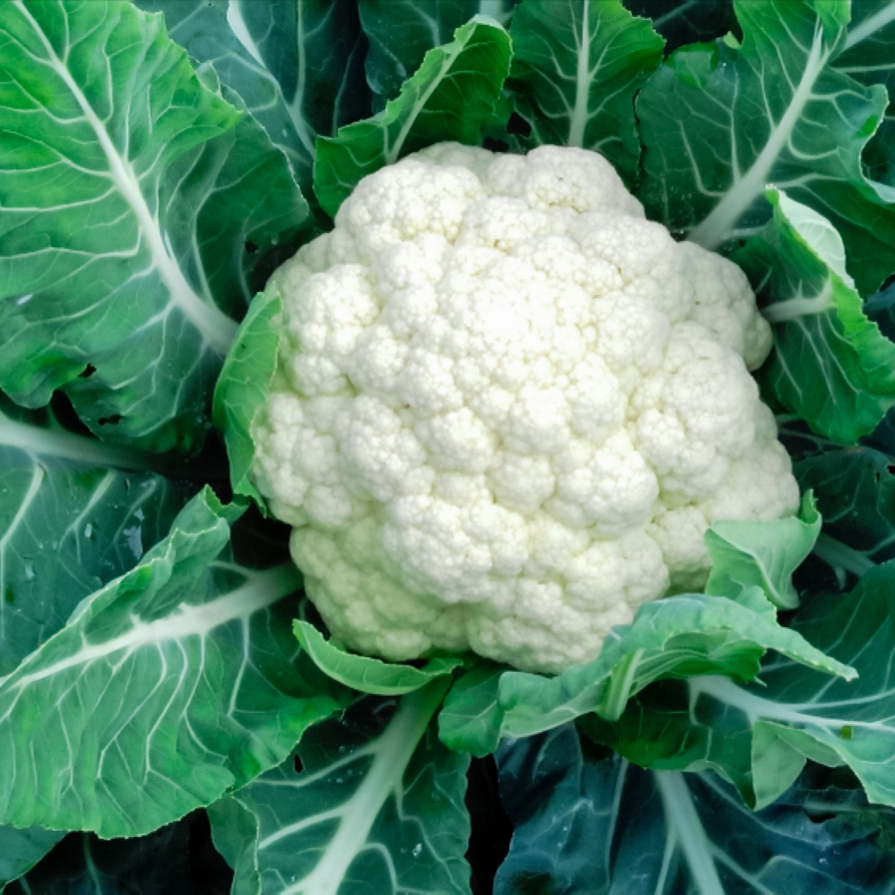 Images Of Cauliflower - KibrisPDR