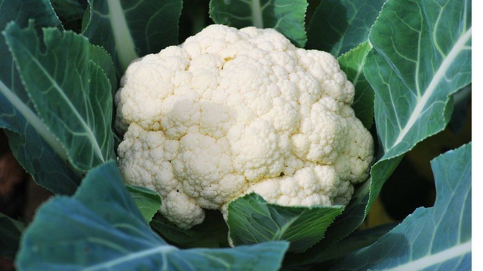 Detail Images Of Cauliflower Nomer 17