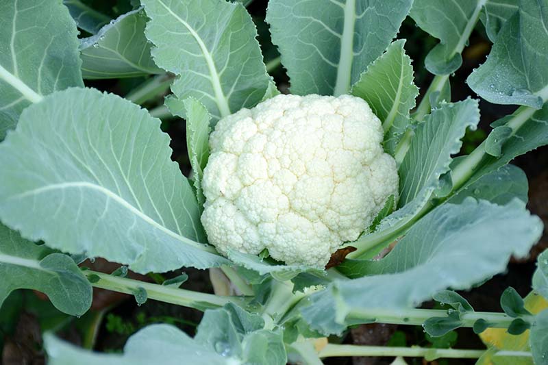 Detail Images Of Cauliflower Nomer 23