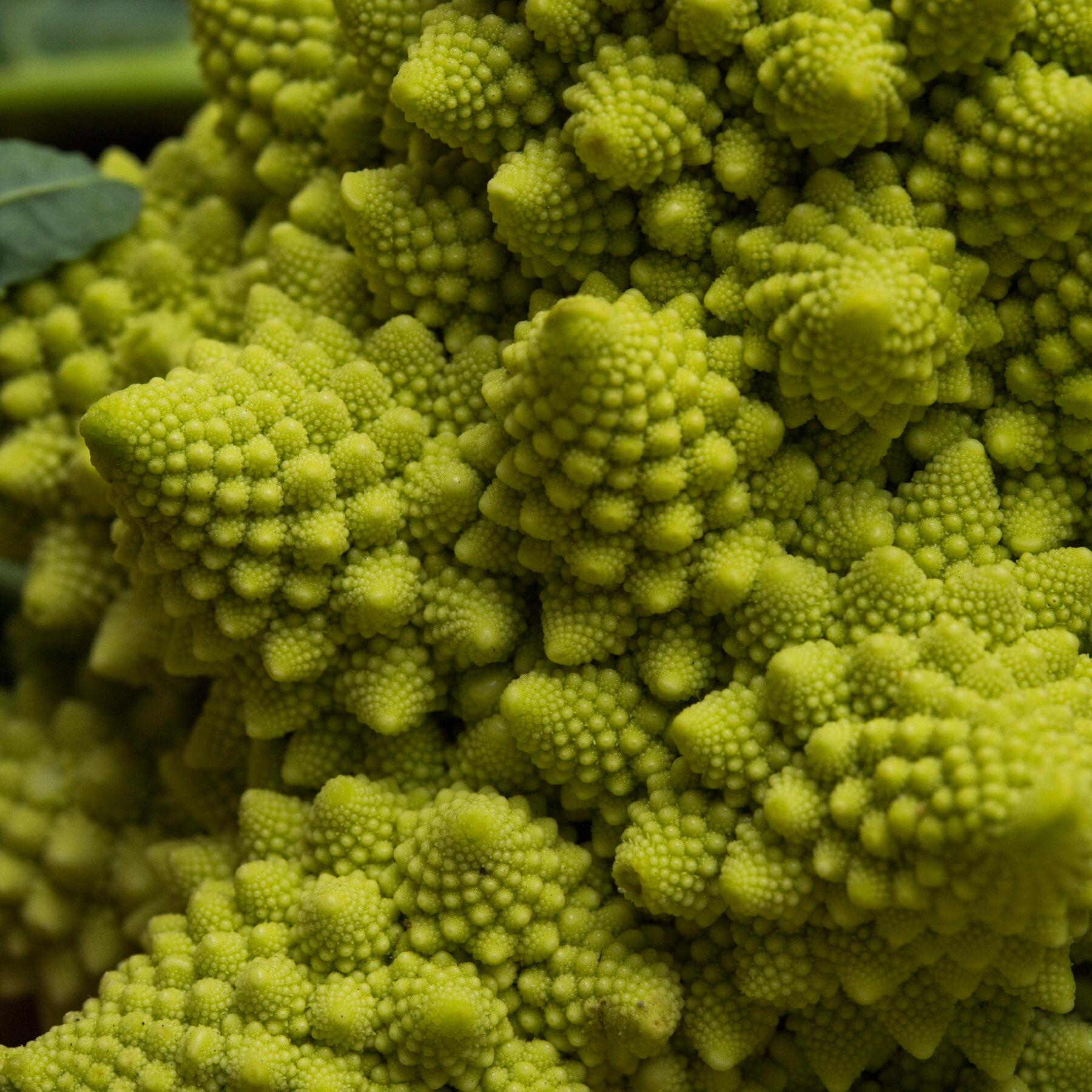 Detail Images Of Cauliflower Nomer 26