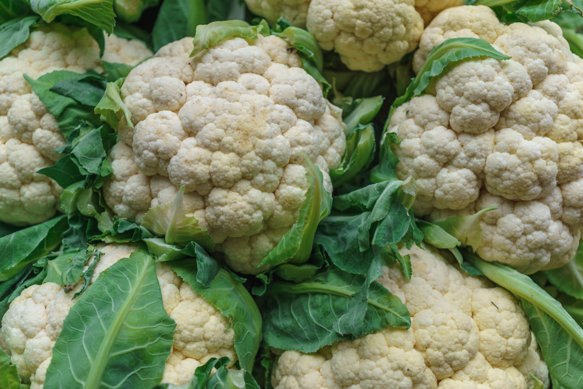 Detail Images Of Cauliflower Nomer 30