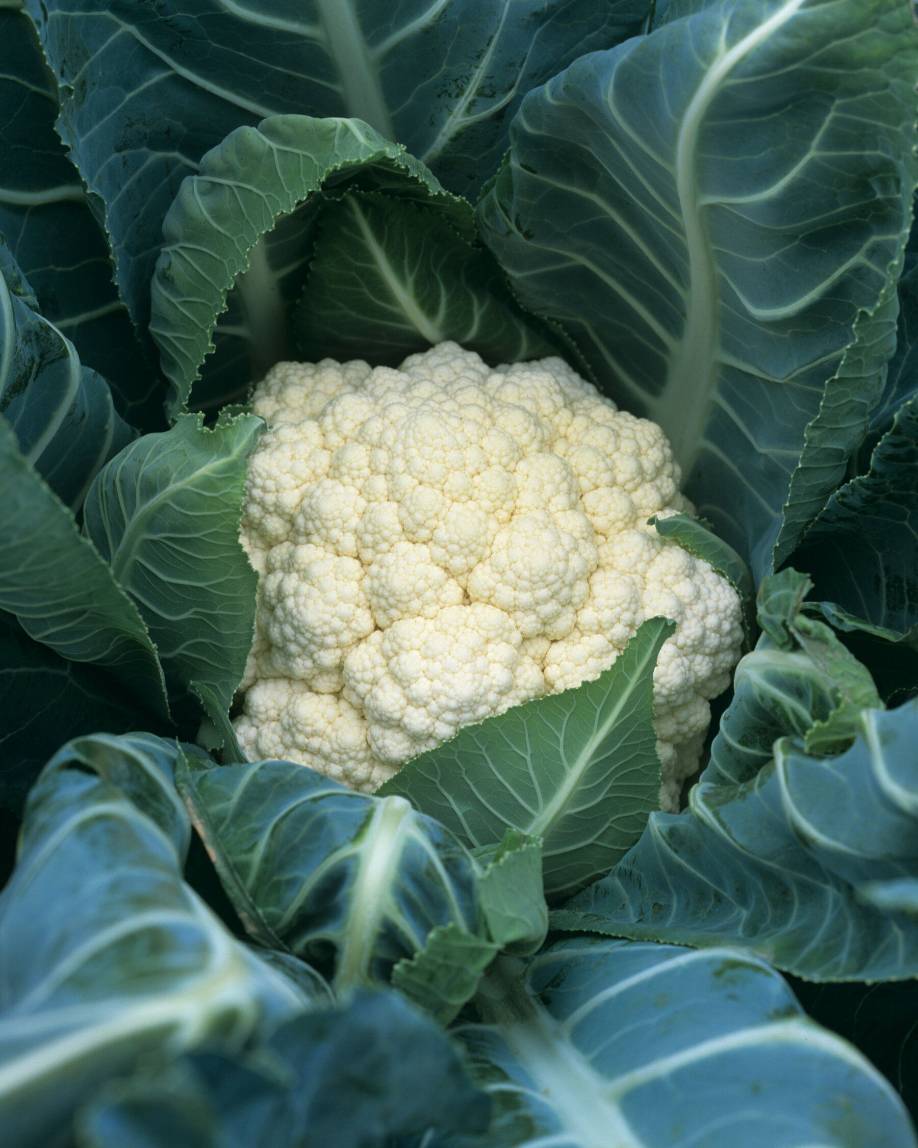 Detail Images Of Cauliflower Nomer 35