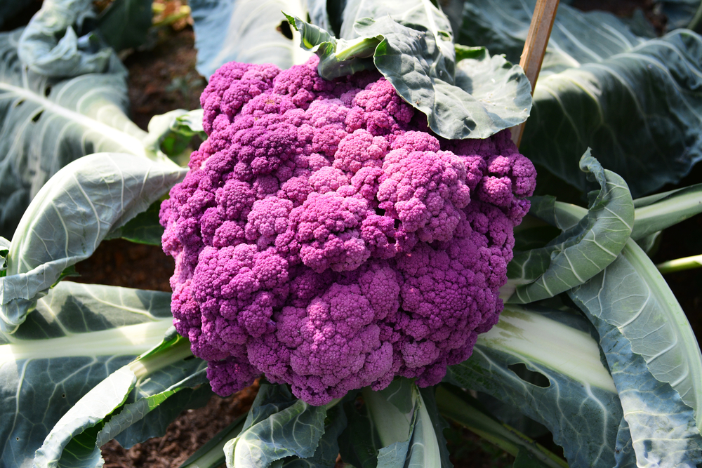 Detail Images Of Cauliflower Nomer 39